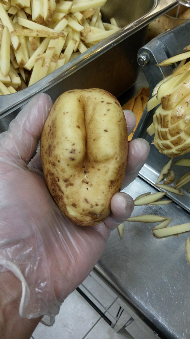 Kumpulan Kentang Yang Punya Pantat